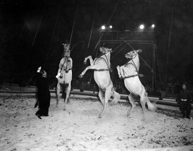 832113 Afbeelding van een dressuurnummer met paarden in een circus.